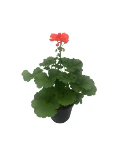 GERANIO ZONALE - ARANCIONE Diametro Vaso 14 Cm