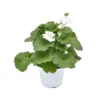 GERANIO ZONALE - WHITE Diametro Vaso 14 Cm