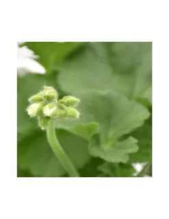 GERANIO ZONALE - WHITE Diametro Vaso 14 Cm -Vendite Forniture Da Giardino geraneo zonale bianco v 14 2