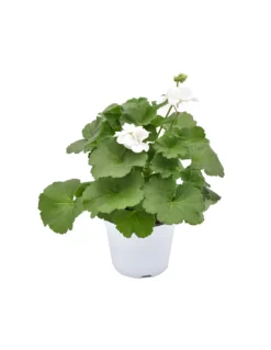 GERANIO ZONALE - WHITE Diametro Vaso 14 Cm