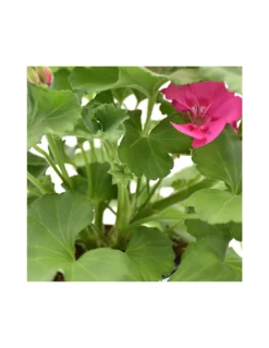 GERANIO ZONALE - LILAC Diametro Vaso 14 Cm -Vendite Forniture Da Giardino geraneo zonale lilla v 14 2