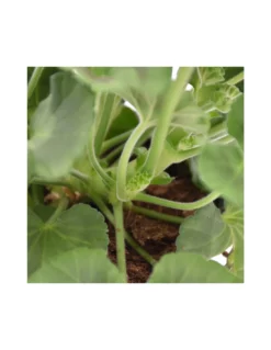 GERANIO ZONALE - PINK Diametro Vaso 14 Cm -Vendite Forniture Da Giardino geraneo zonale rosa v 14 2