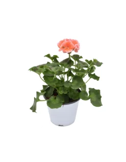 GERANIO ZONALE - PINK Diametro Vaso 14 Cm