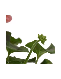 GERANIO ZONALE - PINK Diametro Vaso 14 Cm -Vendite Forniture Da Giardino geraneo zonale rosa v 14 3