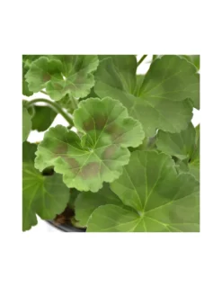 GERANIO ZONALE - RED Diametro Vaso 14 Cm -Vendite Forniture Da Giardino geraneo zonale rosso v 14 2