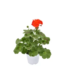 GERANIO ZONALE - RED Diametro Vaso 14 Cm