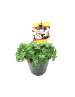 GERANIUM CANTABRIGIENSE BIOKOVO Diametro Vaso 18 Cm