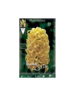 GIACINTO 'CITY OF HAARLEM' (orientalis) 3 BULBI