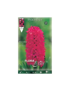 GIACINTO 'JAN BOS' (orientalis) 3 BULBI