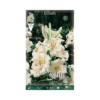 GIGLIO "CANDIDUM" 1 BULBO