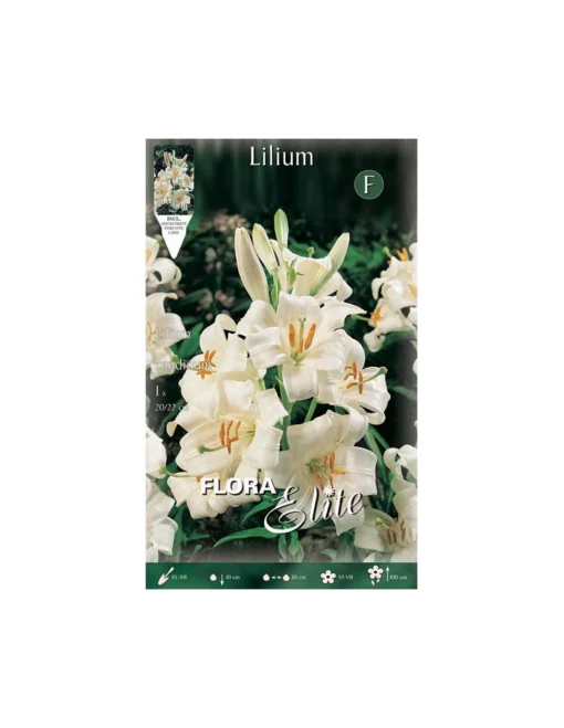 GIGLIO "CANDIDUM" 1 BULBO -Vendite Forniture Da Giardino giglio candidum 1 bulbo