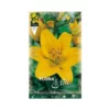 Giglio "LILIUM ASIATIC YELLOW" (confezione Da 2 Bulbi)