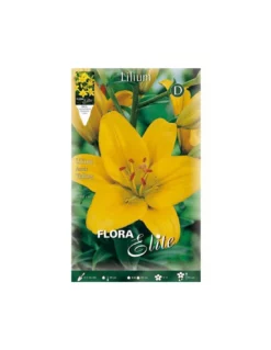 Giglio "LILIUM ASIATIC YELLOW" (confezione Da 2 Bulbi)