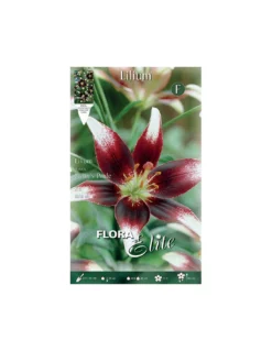 GIGLIO "NETTY'S PRIDE" (asiatic) 2 BULBI