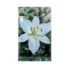 GIGLIO "WHITE" (asiatic) 2 BULBI