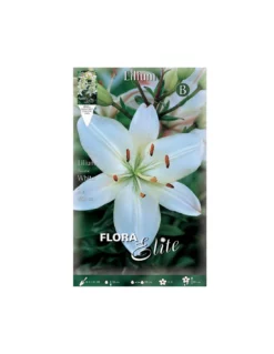 GIGLIO "WHITE" (asiatic) 2 BULBI