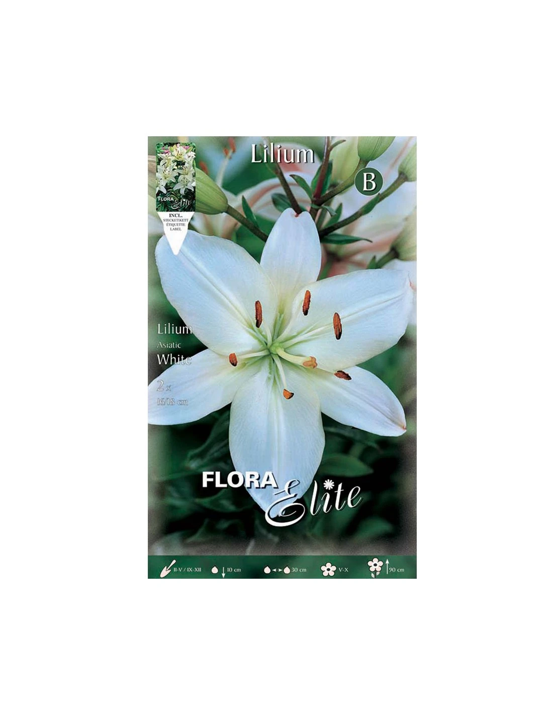 GIGLIO "WHITE" (asiatic) 2 BULBI 1 GIGLIO "WHITE" (asiatic) 2 BULBI