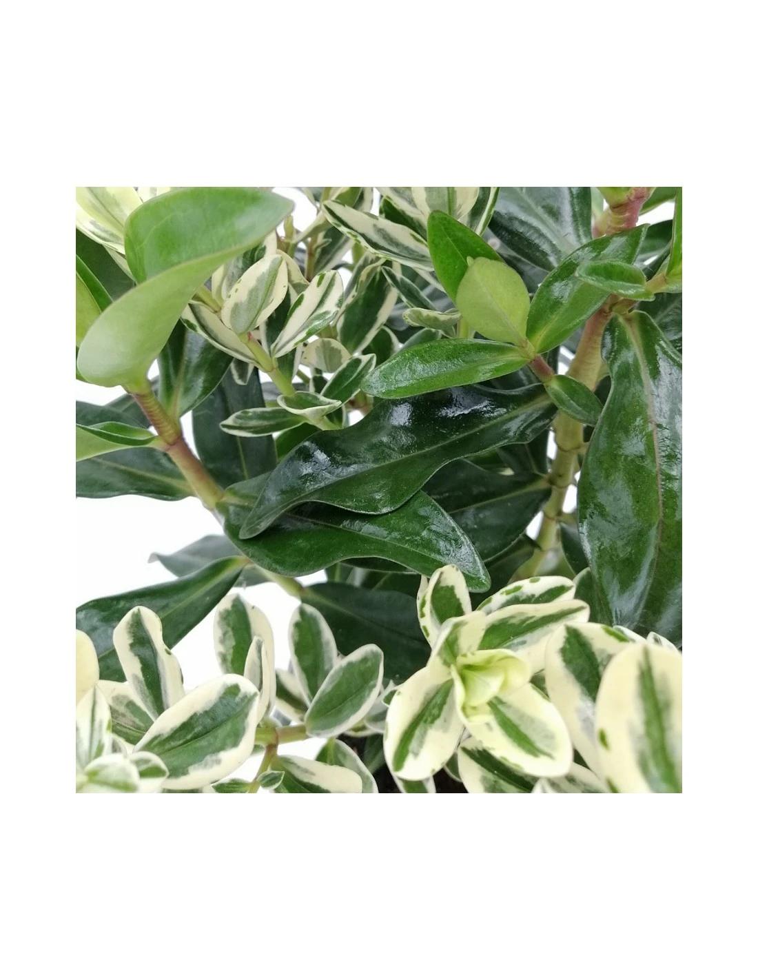 HEBE (veronica) "ANDERSONII" Dimensione Vaso 12 Cm 2 HEBE (veronica) "ANDERSONII" Dimensione Vaso 12 Cm - immagine 2