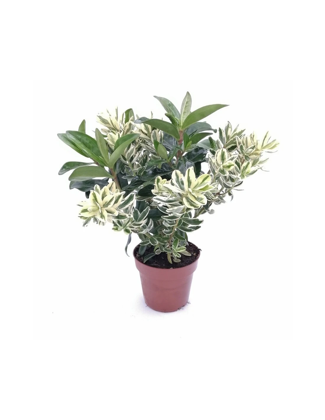 HEBE (veronica) "ANDERSONII" Dimensione Vaso 12 Cm 1 HEBE (veronica) "ANDERSONII" Dimensione Vaso 12 Cm