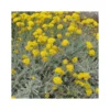 HELICHRYSUM ITALICUM Vaso Diametro 14 Cm