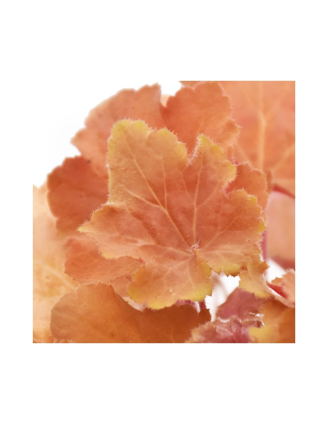 HEUCHERA HYBRID 'CARAMEL' Diametro Vaso 11 Cm 2 HEUCHERA HYBRID 'CARAMEL' Diametro Vaso 11 Cm - immagine 2