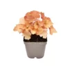 HEUCHERA HYBRID 'CARAMEL' Diametro Vaso 11 Cm