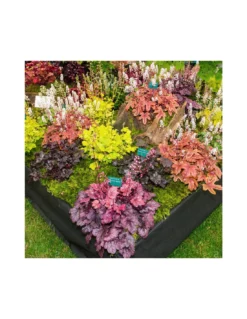 HEUCHERA HYBRID 'CARAMEL' Diametro Vaso 11 Cm 5 HEUCHERA HYBRID 'CARAMEL' Diametro Vaso 11 Cm -Vendite Forniture Da Giardino heuchera hybrid caramel due colori rosa bianco v 11 2