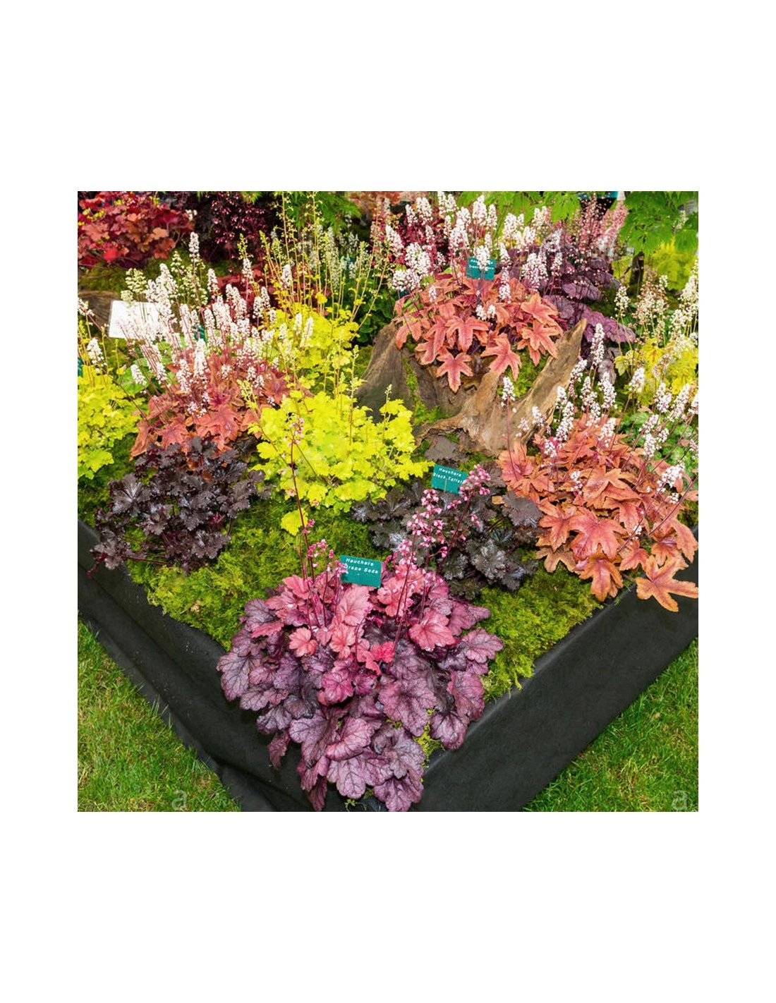 HEUCHERA HYBRID 'CARAMEL' Diametro Vaso 11 Cm 3 HEUCHERA HYBRID 'CARAMEL' Diametro Vaso 11 Cm - immagine 3