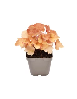 HEUCHERA HYBRID 'CARAMEL' Diametro Vaso 11 Cm