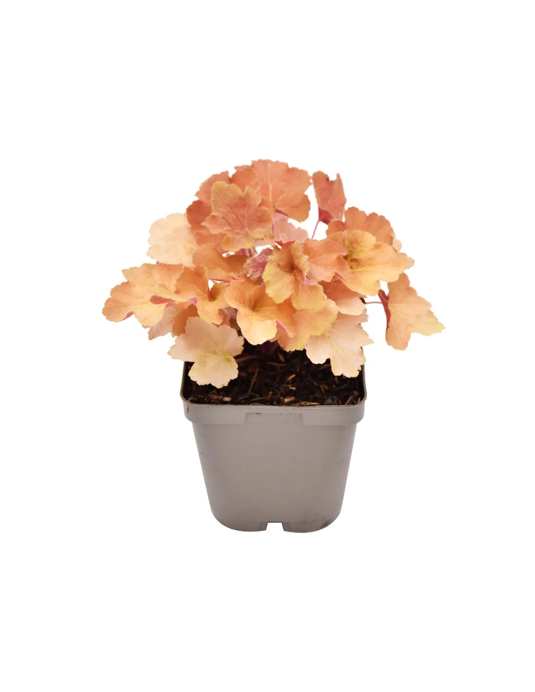 HEUCHERA HYBRID 'CARAMEL' Diametro Vaso 11 Cm 1 HEUCHERA HYBRID 'CARAMEL' Diametro Vaso 11 Cm