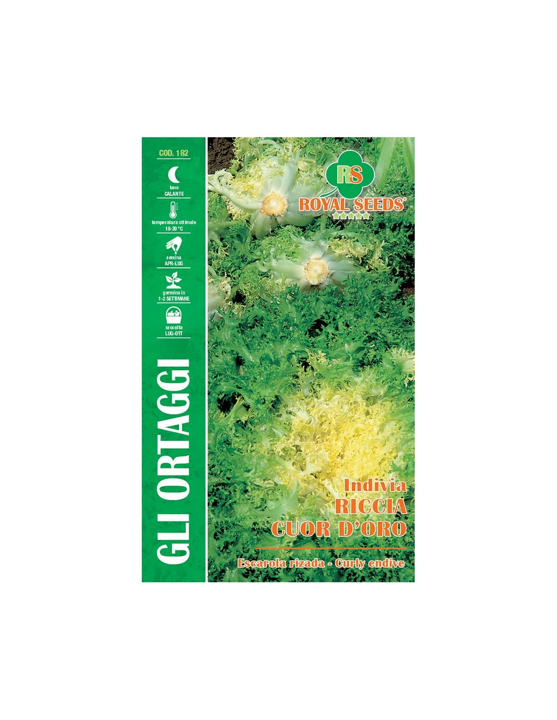 INDIVIA RICCIA CUOR D'ORO MAXI 1 INDIVIA RICCIA CUOR D'ORO MAXI