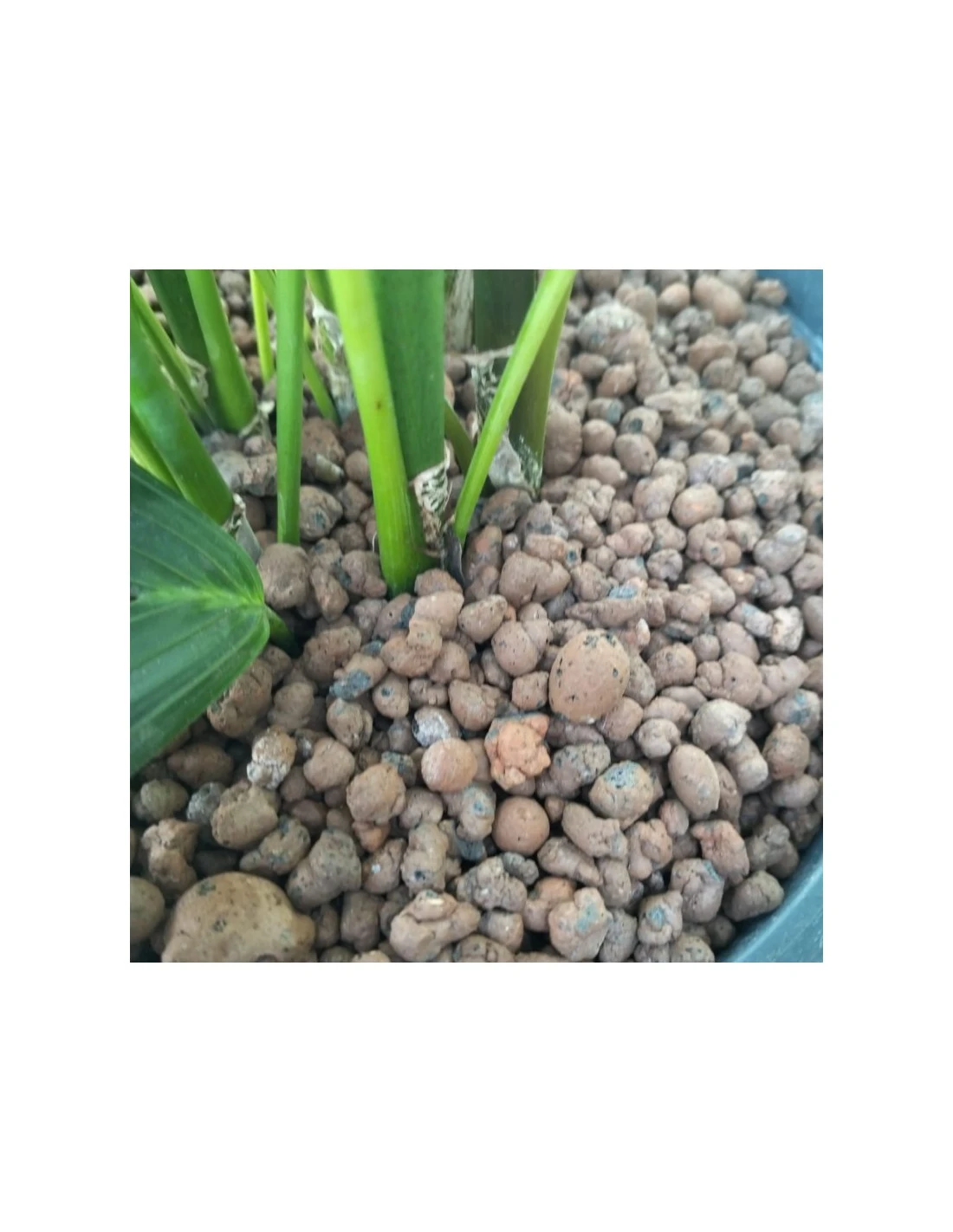 KENTIA (HOWEA) FORSTERIANA TUFT 8PP, Diametro Vaso 22/19 Cm 2 KENTIA (HOWEA) FORSTERIANA TUFT 8PP, Diametro Vaso 22/19 Cm - immagine 2