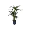 KENTIA (HOWEA) FORSTERIANA TUFT 8PP, Diametro Vaso 22/19 Cm