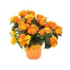 LANTANA CAMARA Diametro Vaso 14 Cm