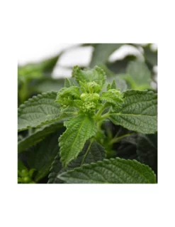 LANTANA CAMARA Diametro Vaso 14 Cm -Vendite Forniture Da Giardino lantana camara v 14 2