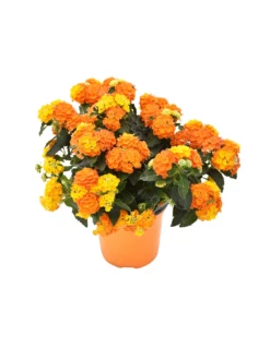 LANTANA CAMARA Diametro Vaso 14 Cm
