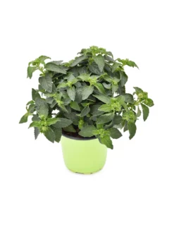 LANTANA CAMARA Diametro Vaso 14 Cm -Vendite Forniture Da Giardino lantana camara v 14 3