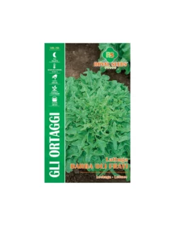 LATTUGA BARBA DEI FRATI MAXI