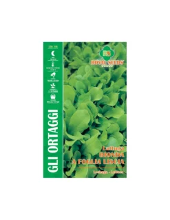 LATTUGA BIONDA A FOGLIA LISCIA MAXI