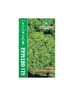 LATTUGA LOLLO BIONDA MAXI