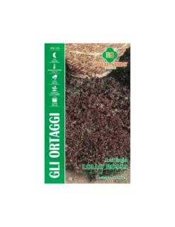 LATTUGA LOLLO ROSSA MAXI