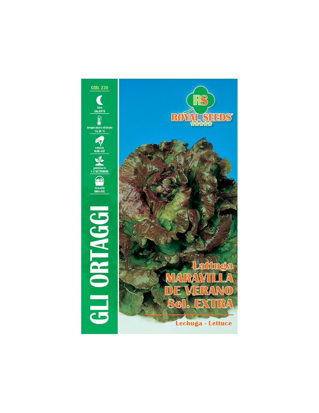 LATTUGA MARAVILLA DE VERANO CANASTA S.EX 1 LATTUGA MARAVILLA DE VERANO CANASTA S.EX