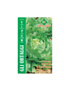 LATTUGA REGINA DI MAGGIO MAXI