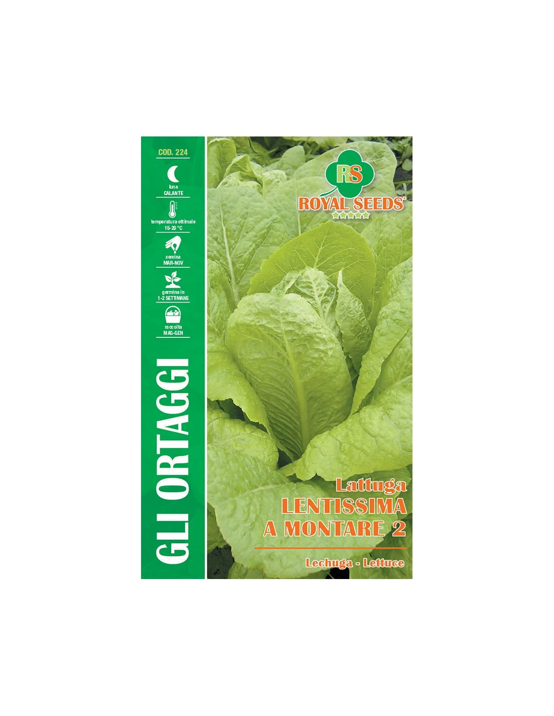 LATTUGA ROMANA BIONDA LENTISSIMA A MONTA 1 LATTUGA ROMANA BIONDA LENTISSIMA A MONTA