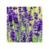LAVANDA ALBERELLO Diametro Vaso 18 Cm