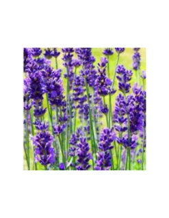 LAVANDA ALBERELLO Diametro Vaso 18 Cm