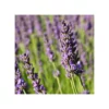LAVANDA Diametro Vaso 14 Cm