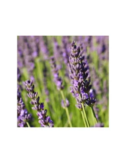 LAVANDA Diametro Vaso 14 Cm