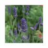 LAVANDA "ELEGANCE PURPLE" Vaso Diametro 14 Cm