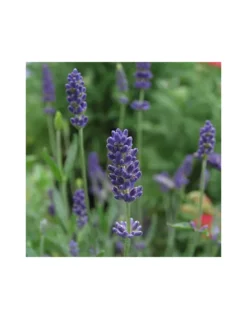 LAVANDA "ELEGANCE PURPLE" Vaso Diametro 14 Cm